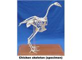Mô hình hệ xương gà